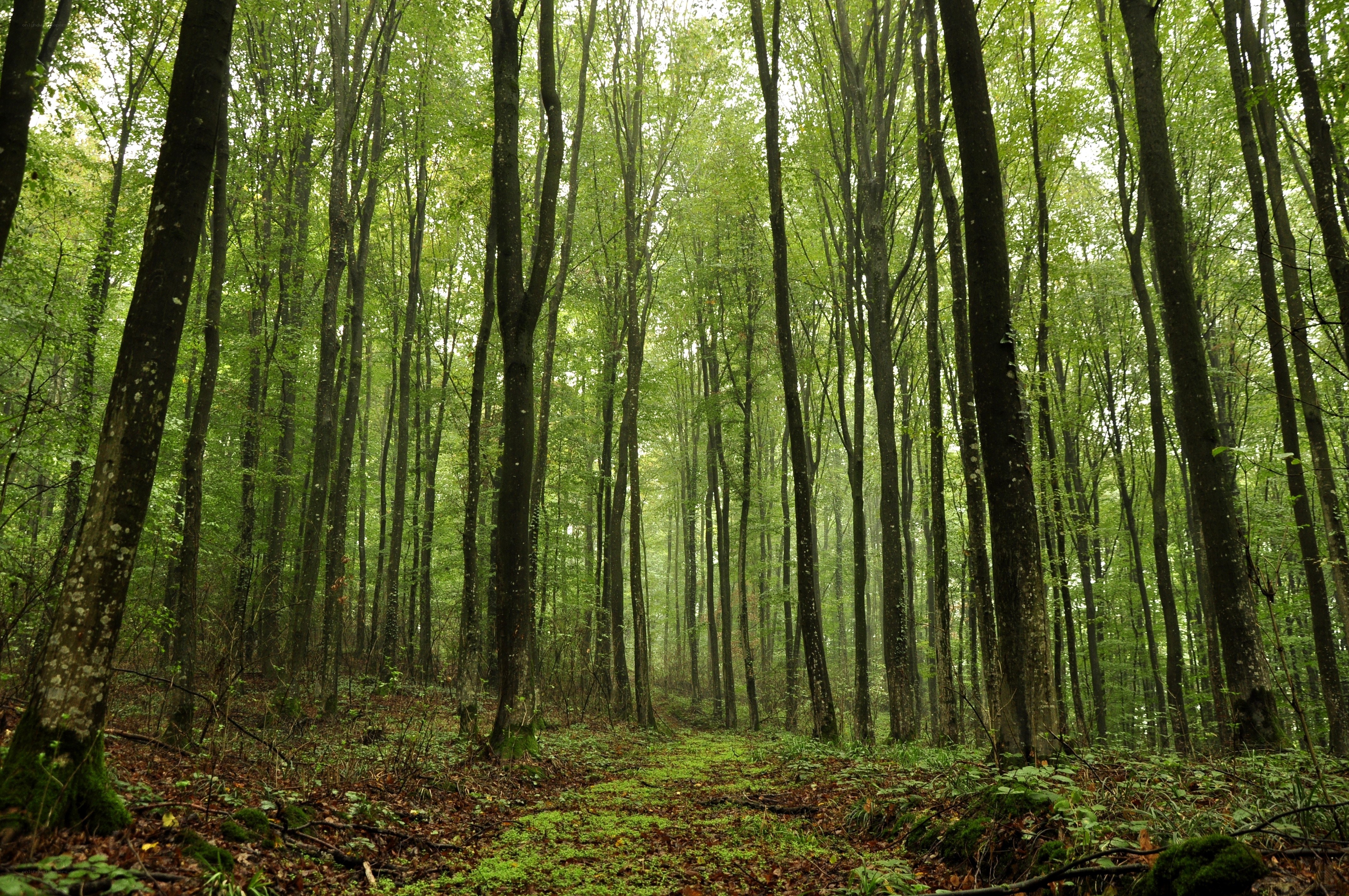 Misty forest path