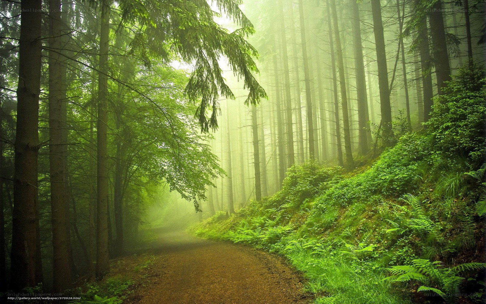 Misty forest path