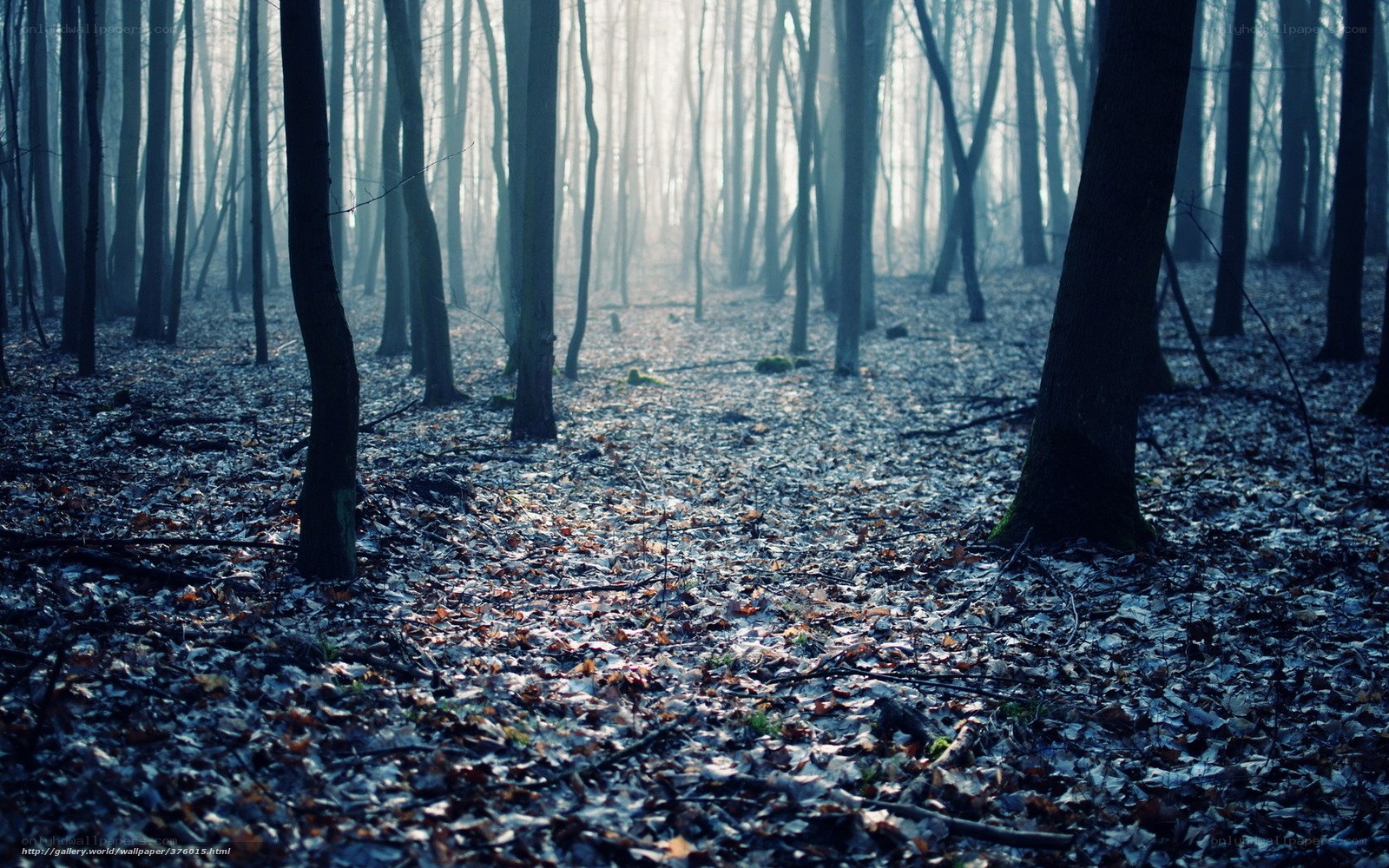Misty forest path