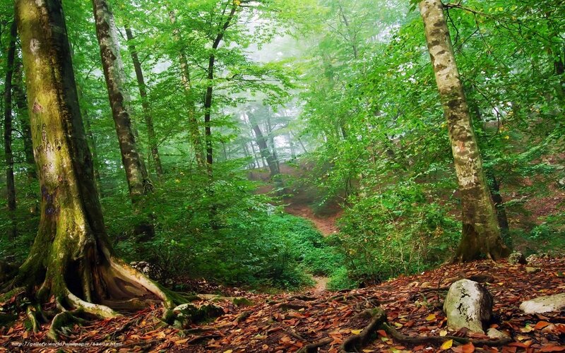 Misty forest path