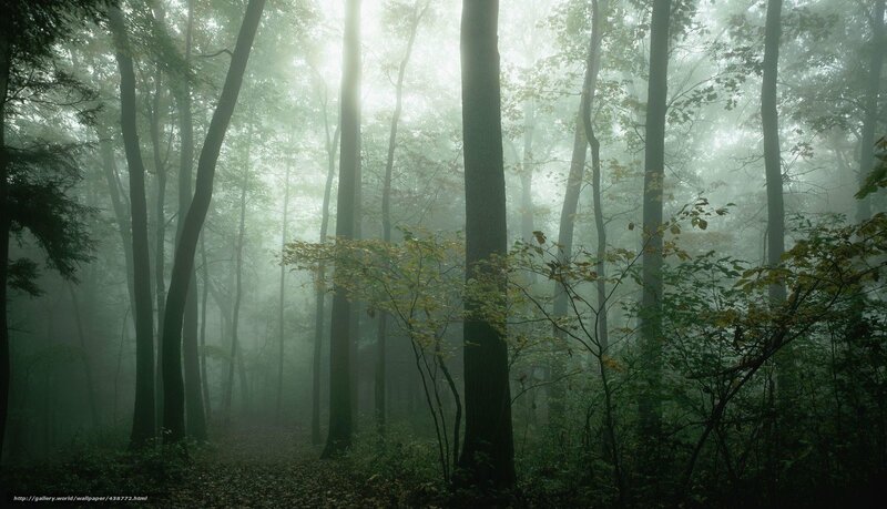 Misty forest path