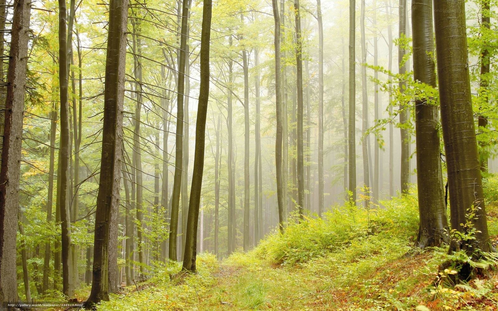 Misty forest path