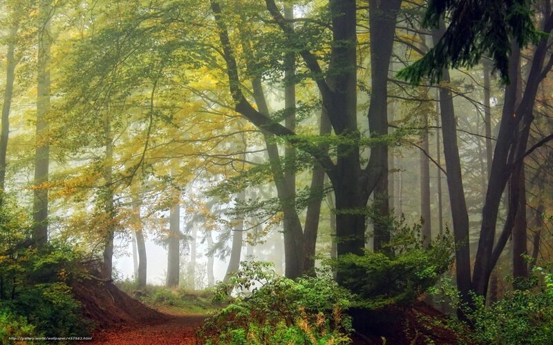 Misty forest path