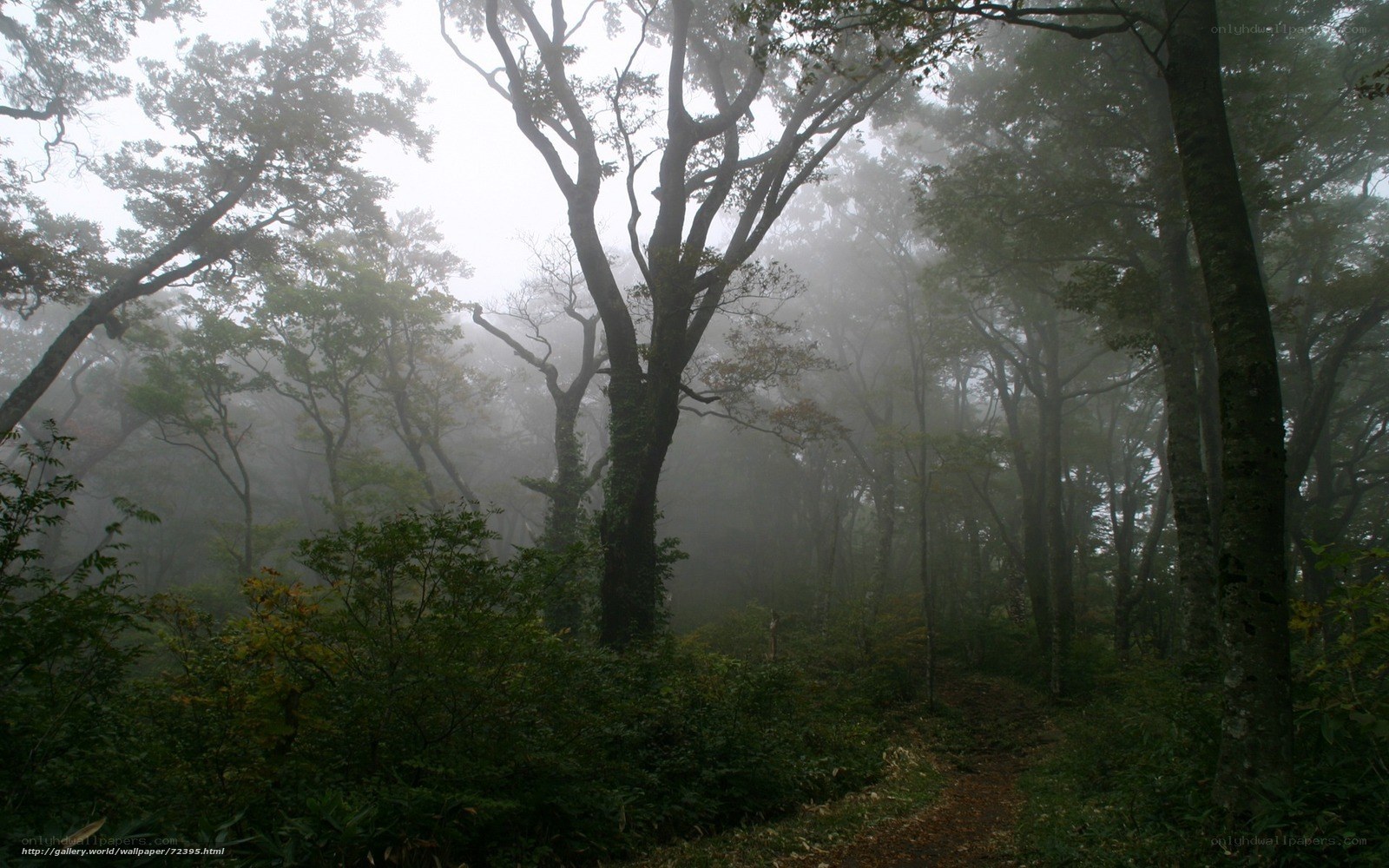 Misty forest path
