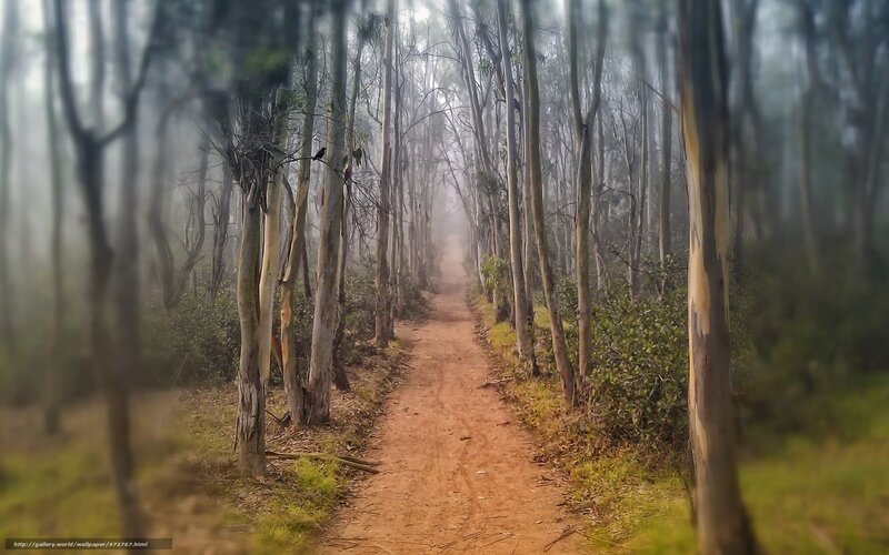Misty forest path