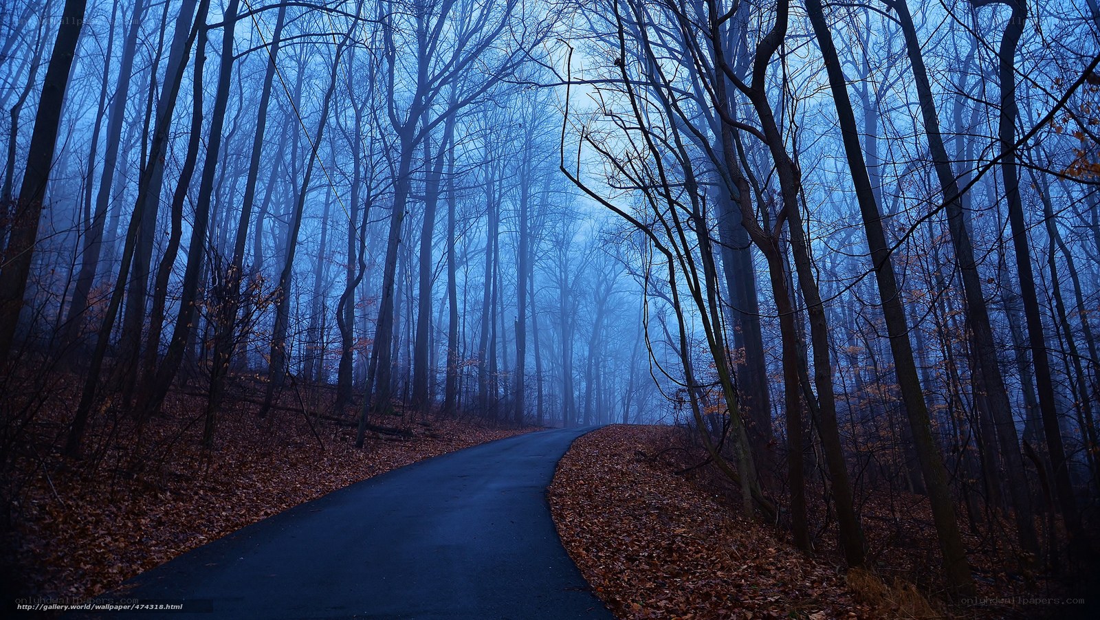 Misty forest path