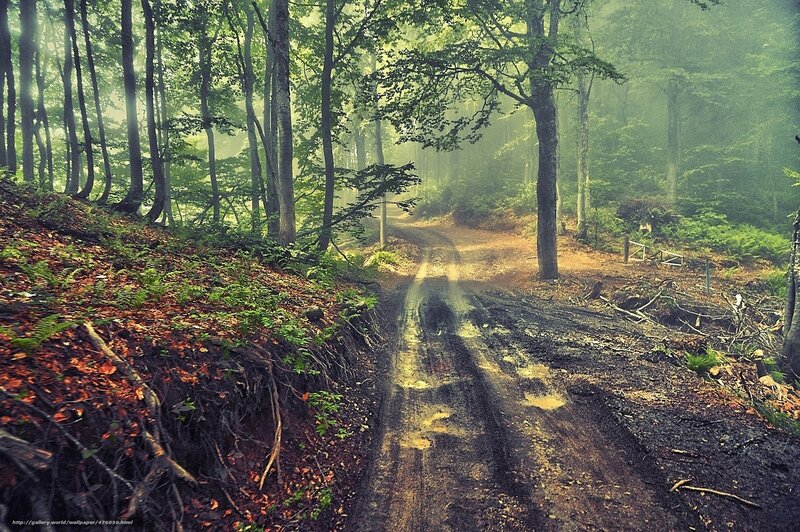 Misty forest path