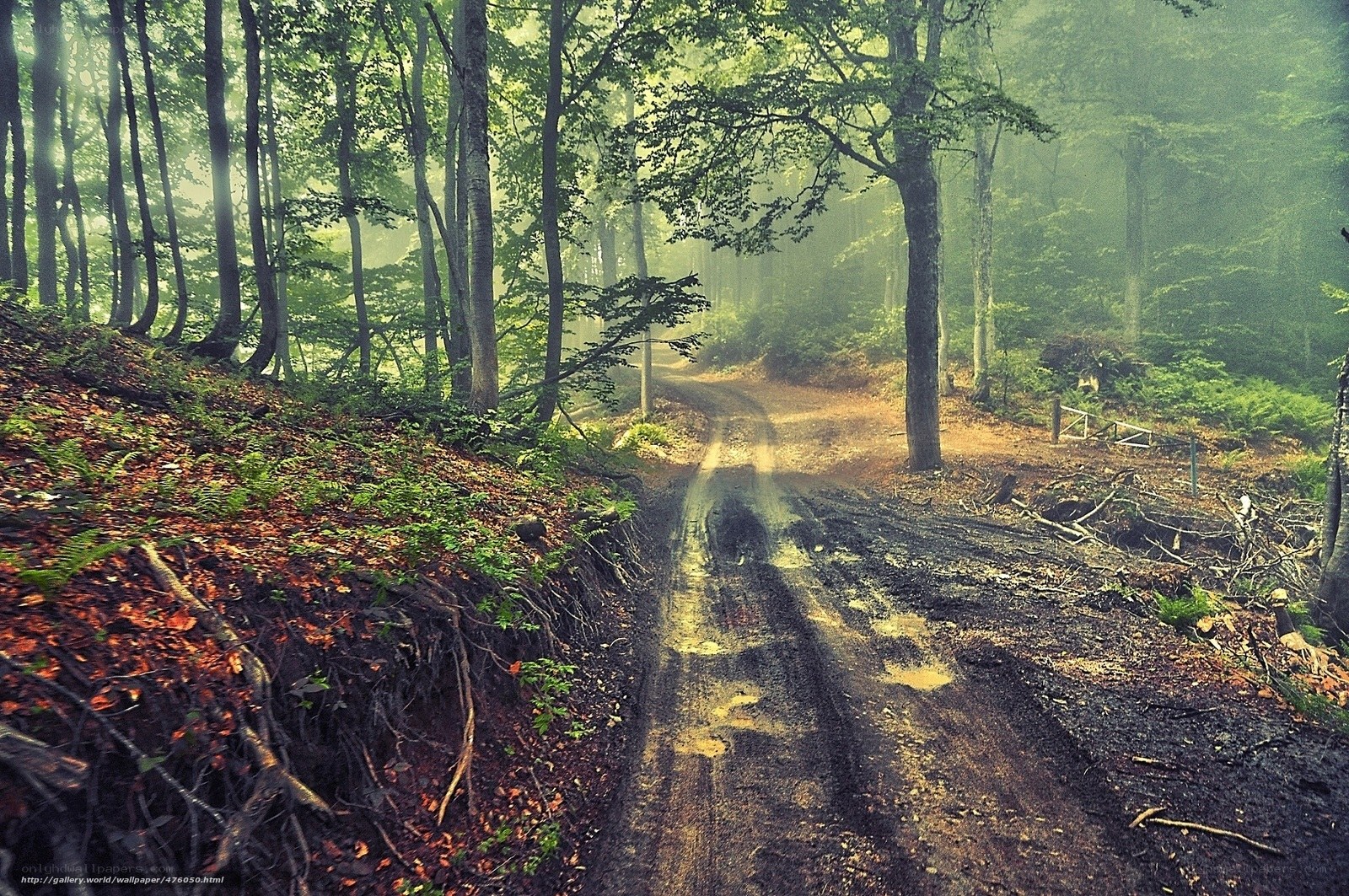 Misty forest path
