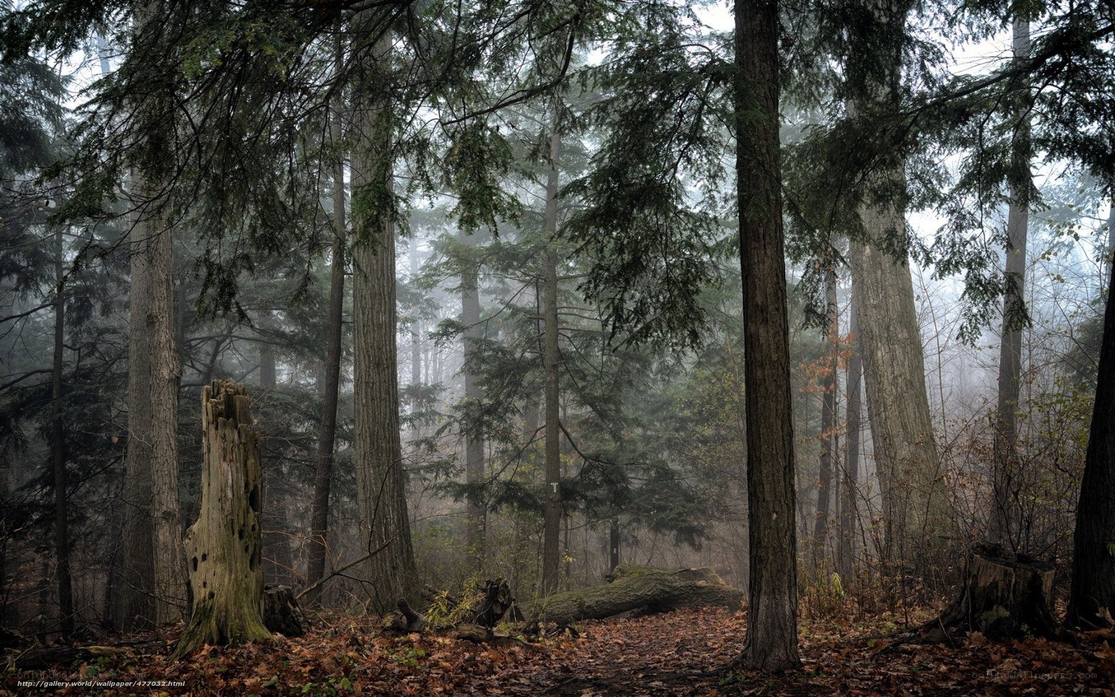 Misty forest path