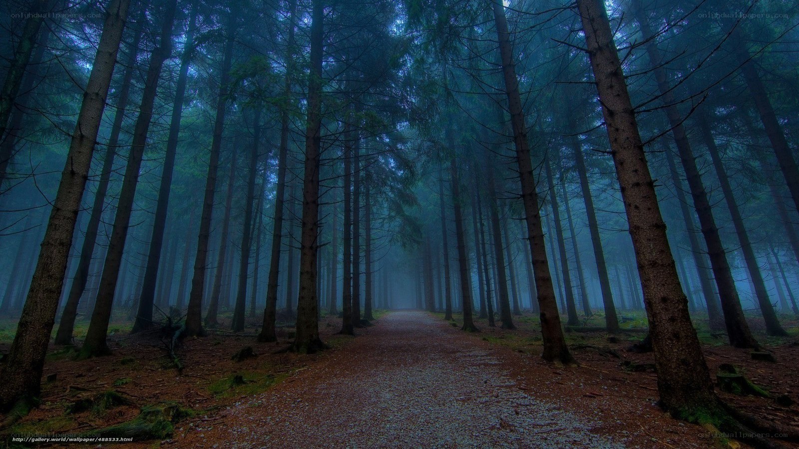 Misty forest path
