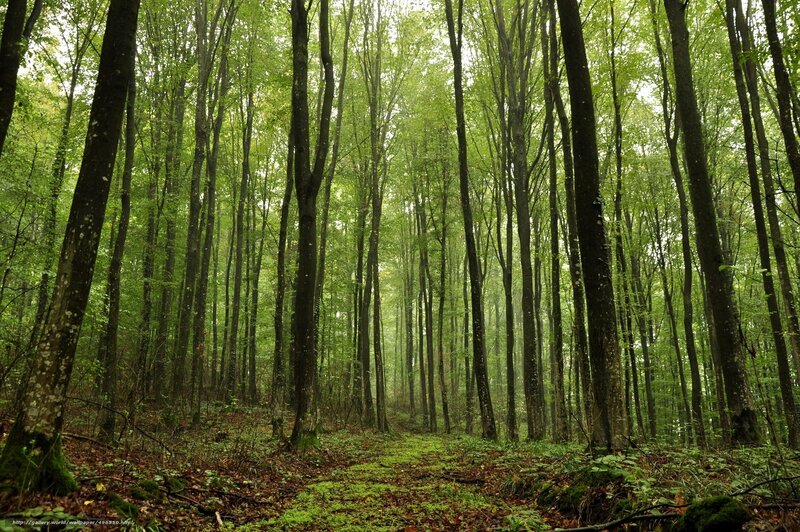 Misty forest path