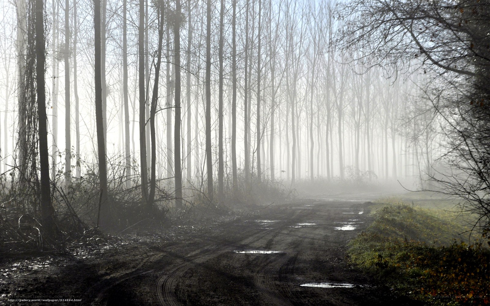 Misty forest path