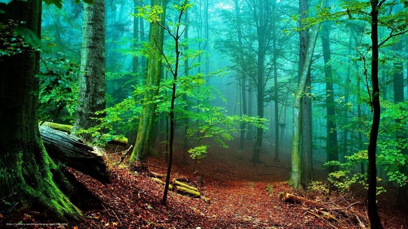 Misty forest path