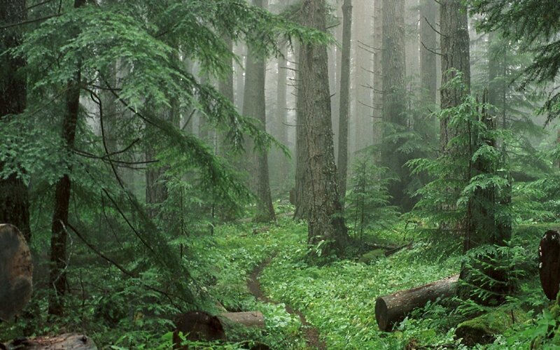 Misty forest path