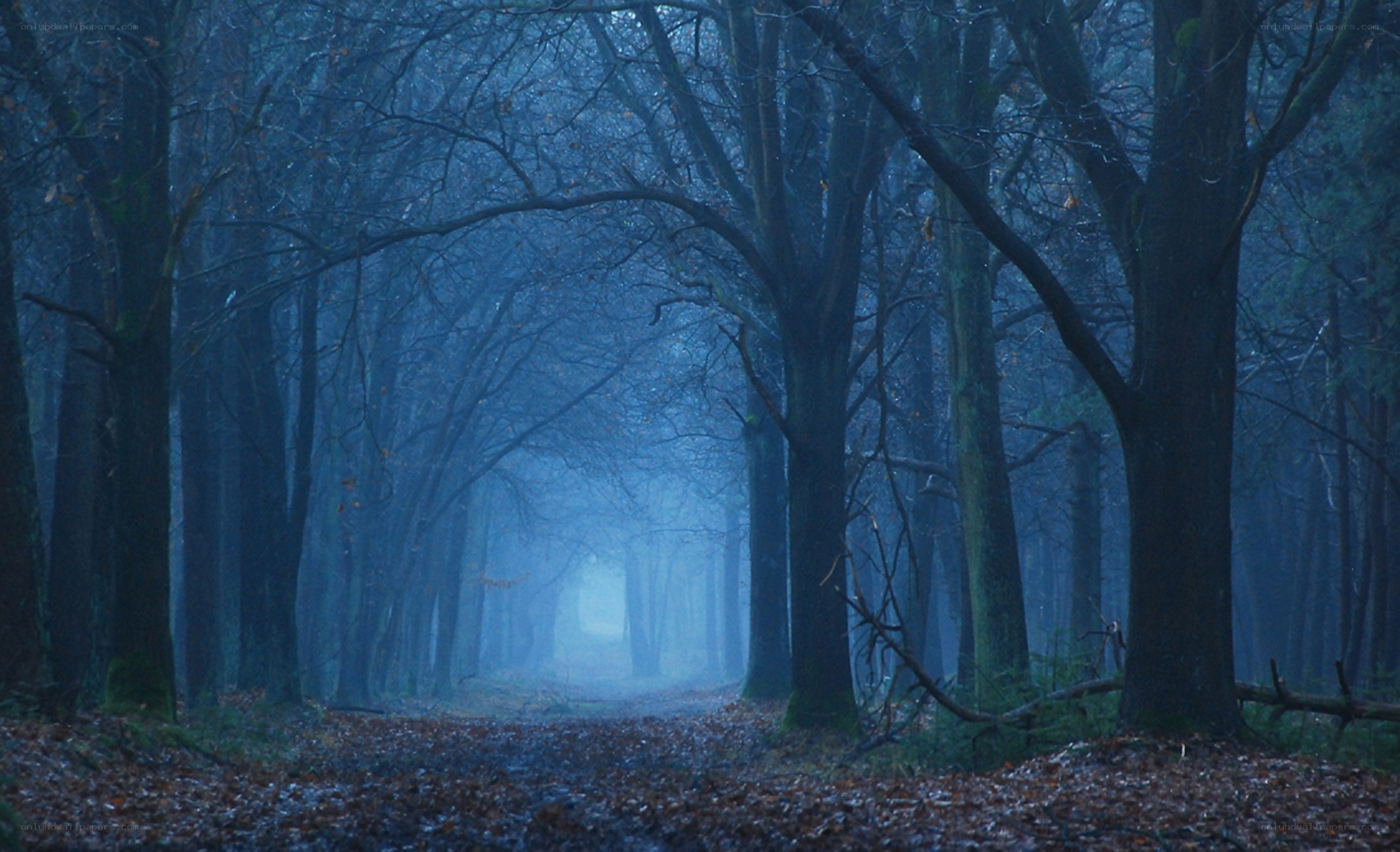 Misty forest path
