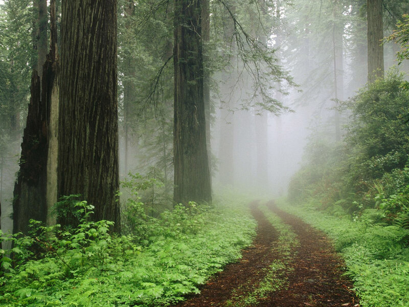 Misty forest path