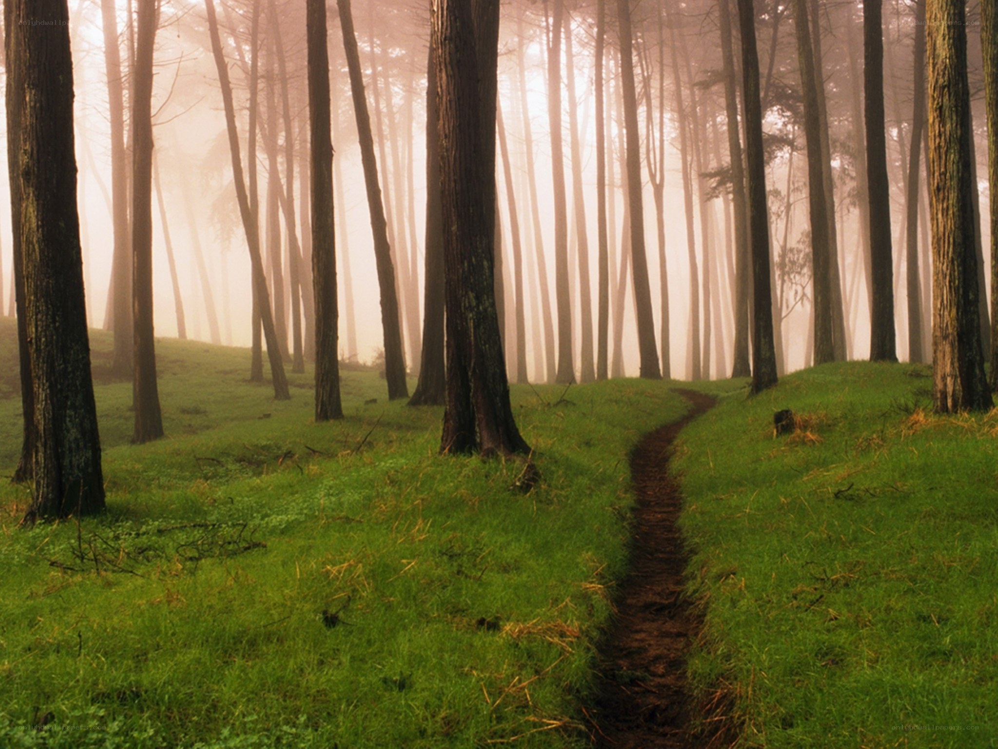 Misty forest path