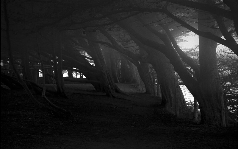 Misty forest path