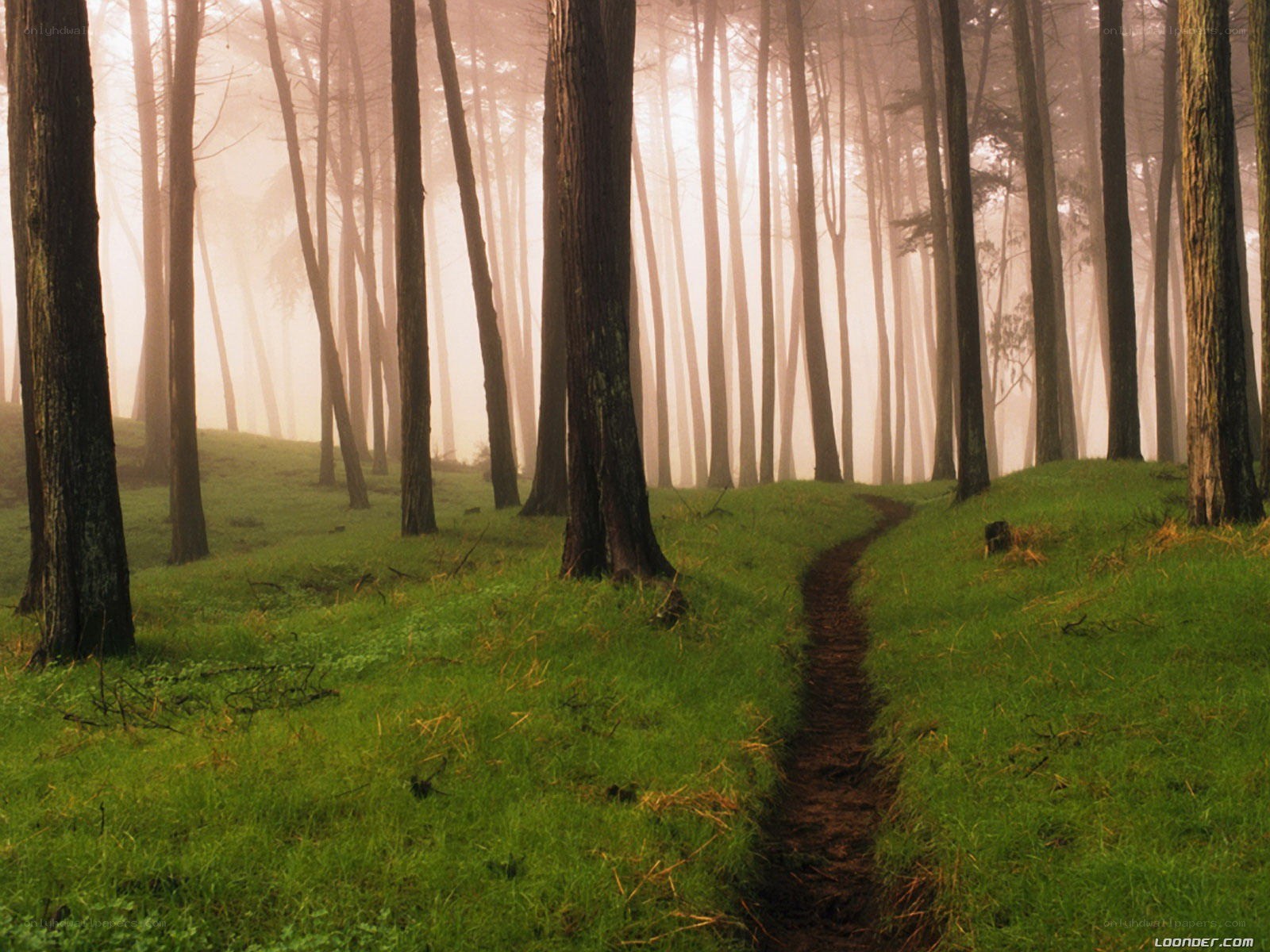 Misty forest path