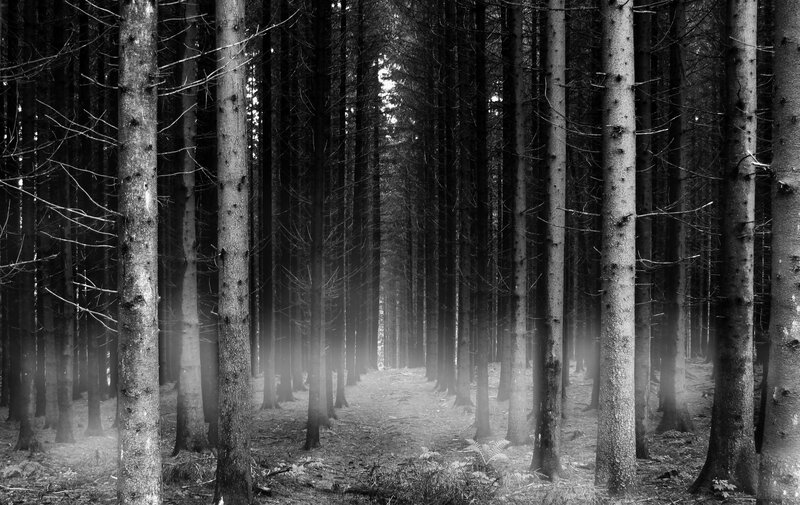 Misty forest path