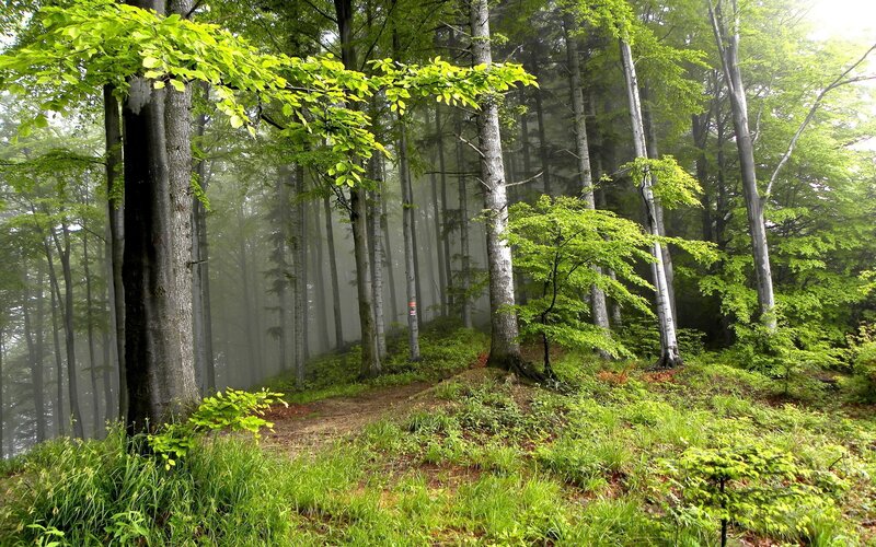Misty forest path