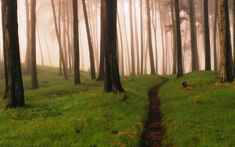 Misty forest path