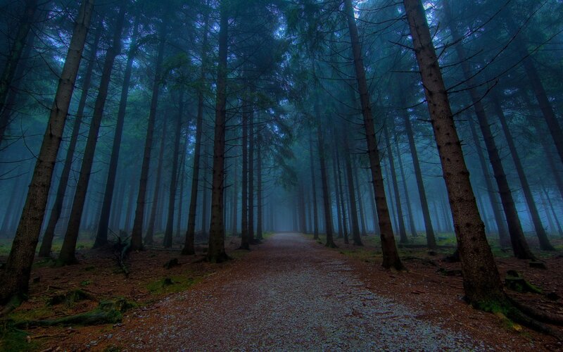 Misty forest path