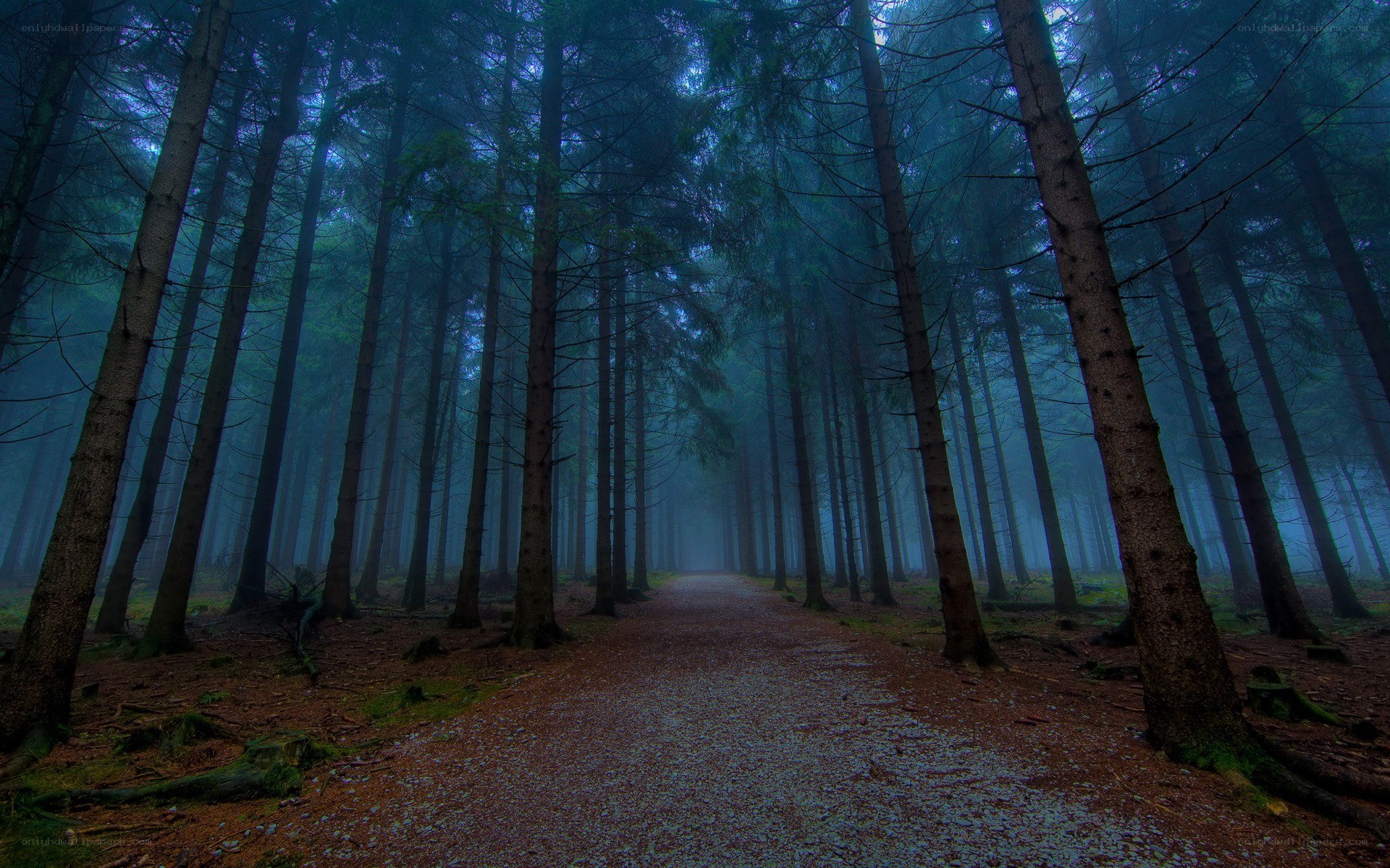 Misty forest path