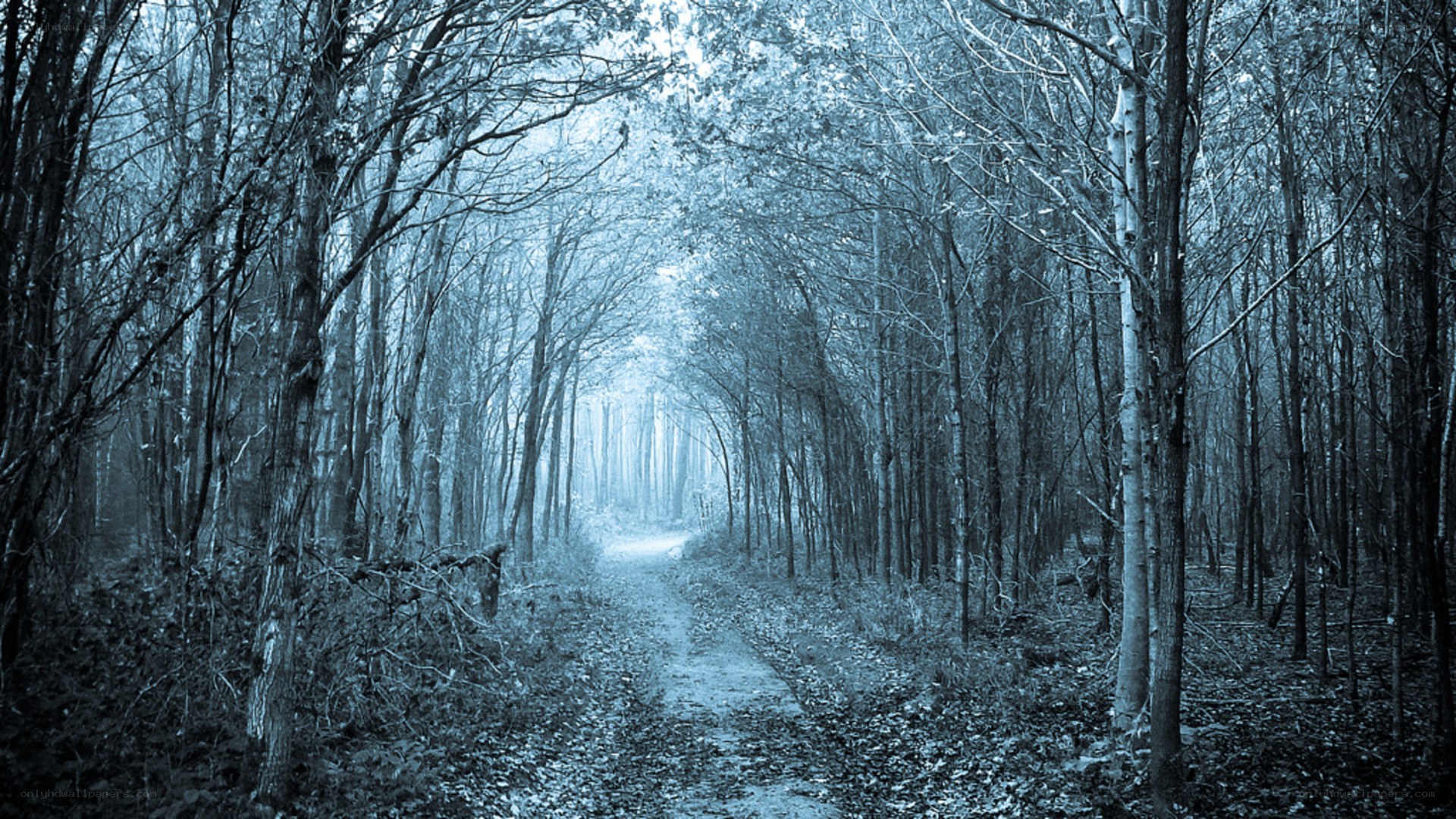 Misty forest path