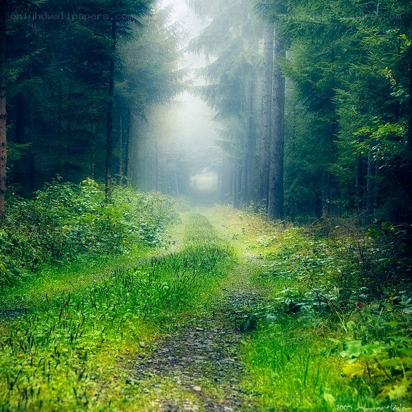 Misty forest path
