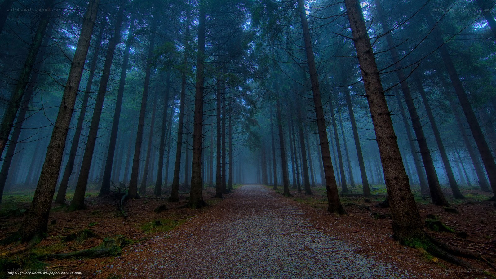Misty forest path