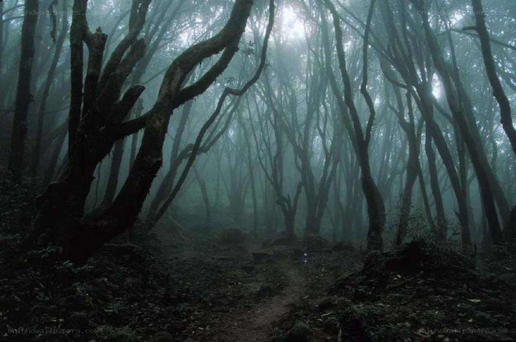 Misty forest path