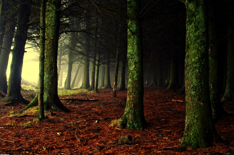 Misty forest path