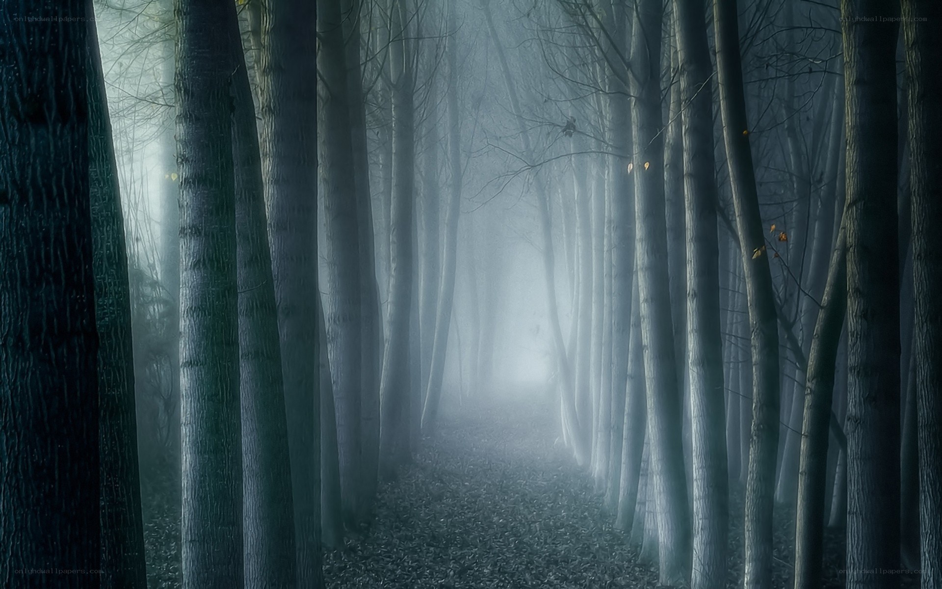Misty forest path