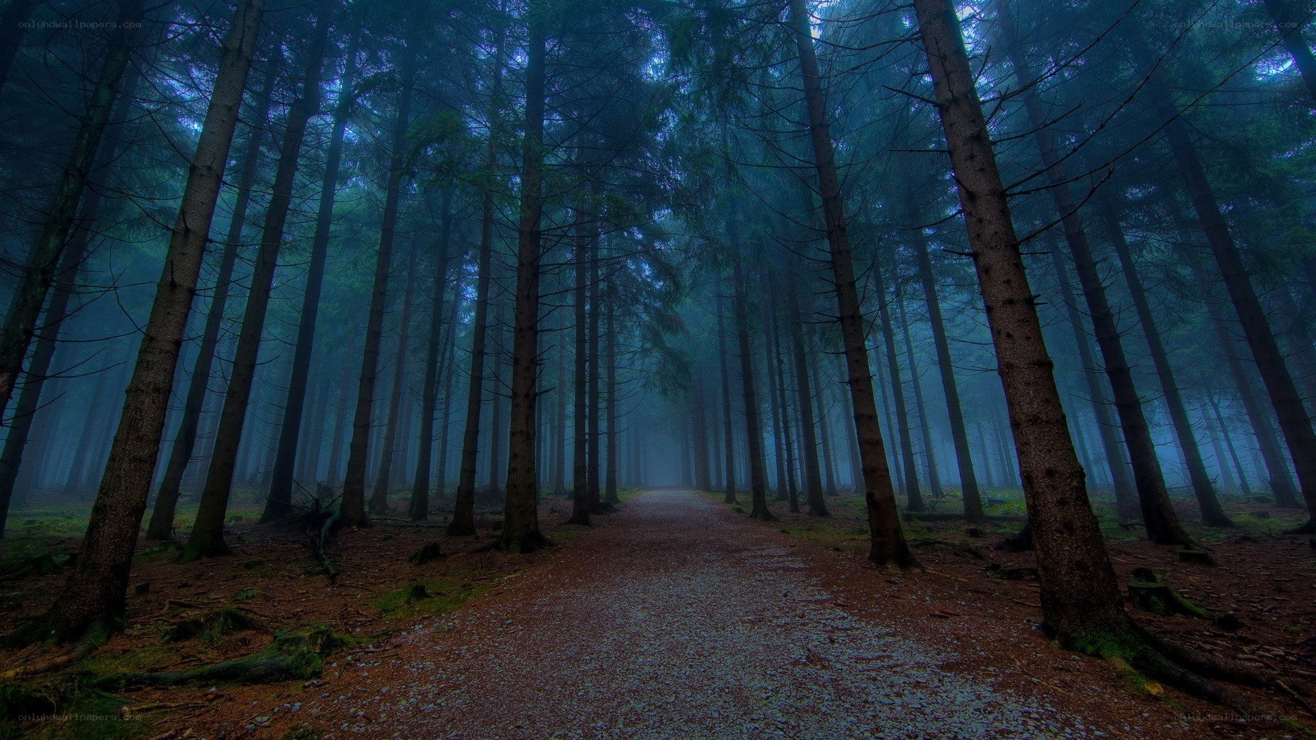 Misty forest path