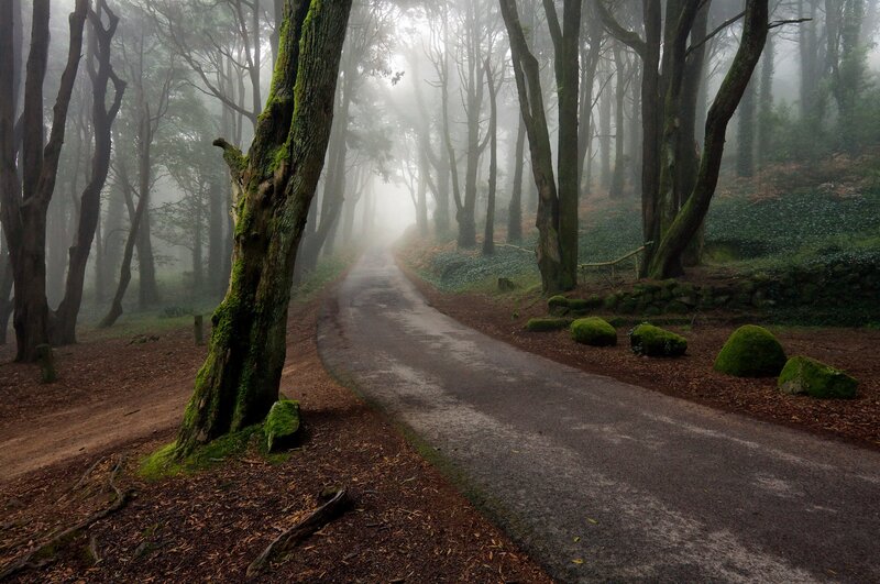 Misty forest path