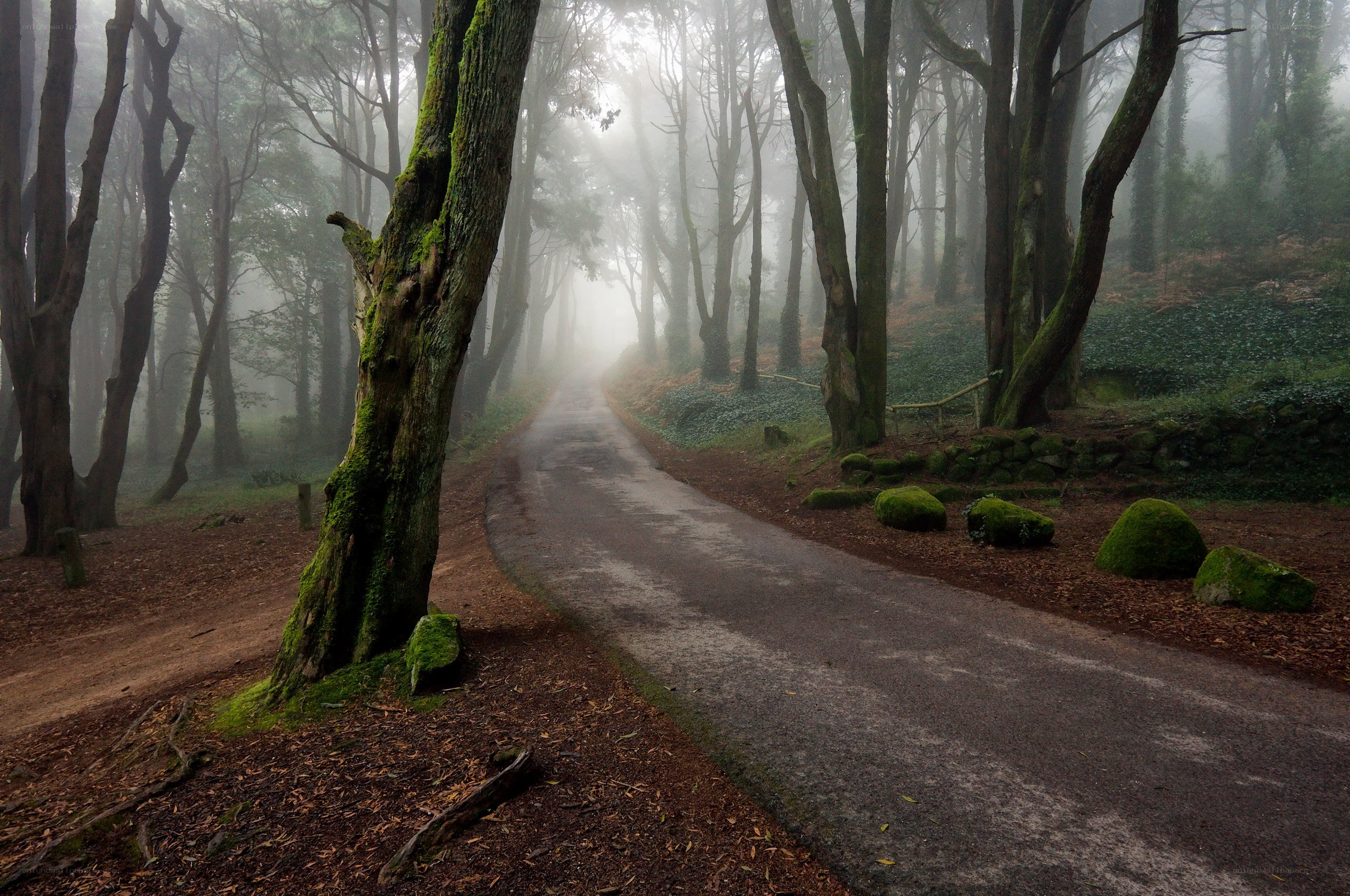 Misty forest path