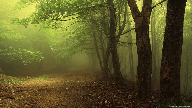 Misty forest path