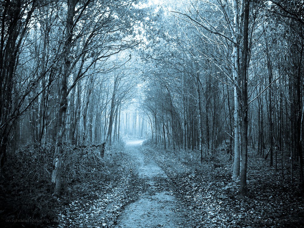 Misty forest path