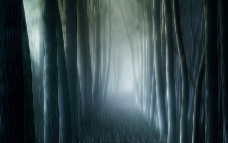 Misty forest path