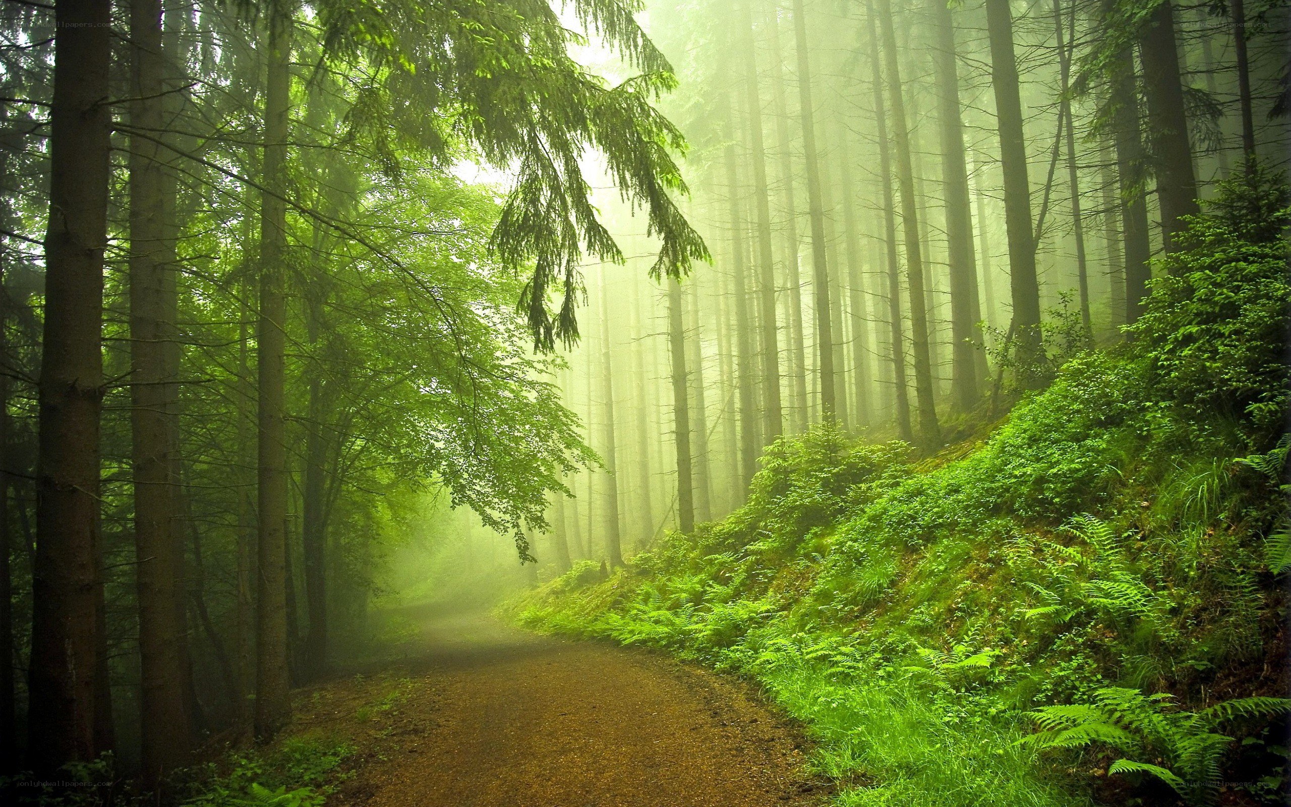 Misty forest path