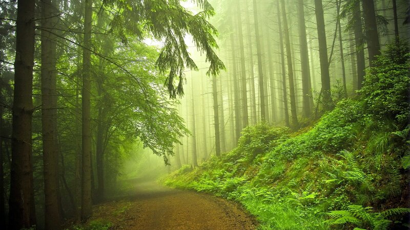 Misty forest path