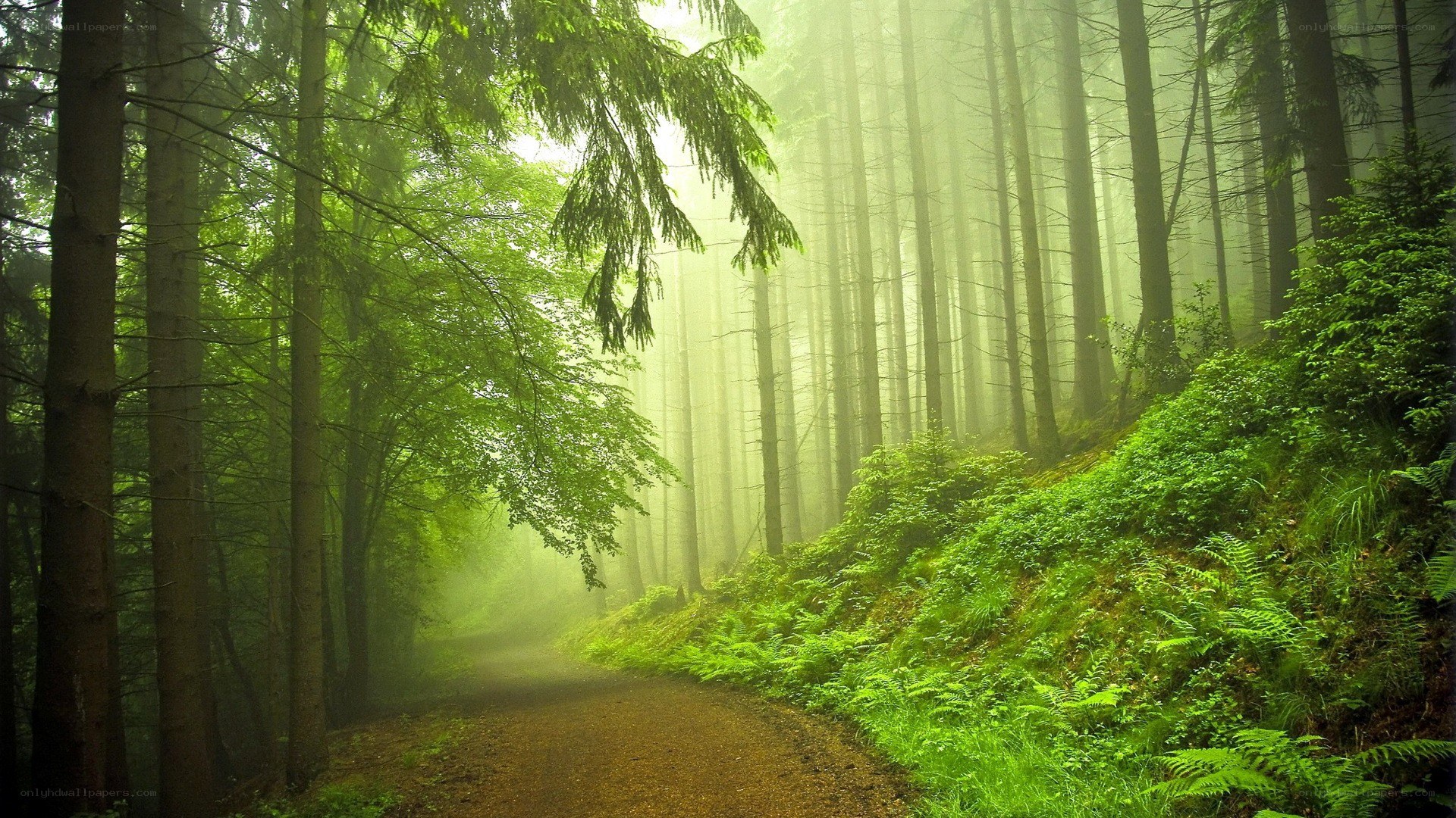 Misty forest path