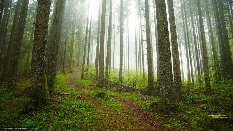 Misty forest path