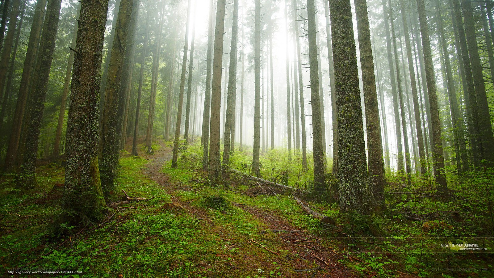 Misty forest path