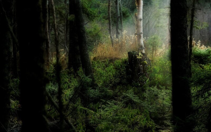 Misty forest path