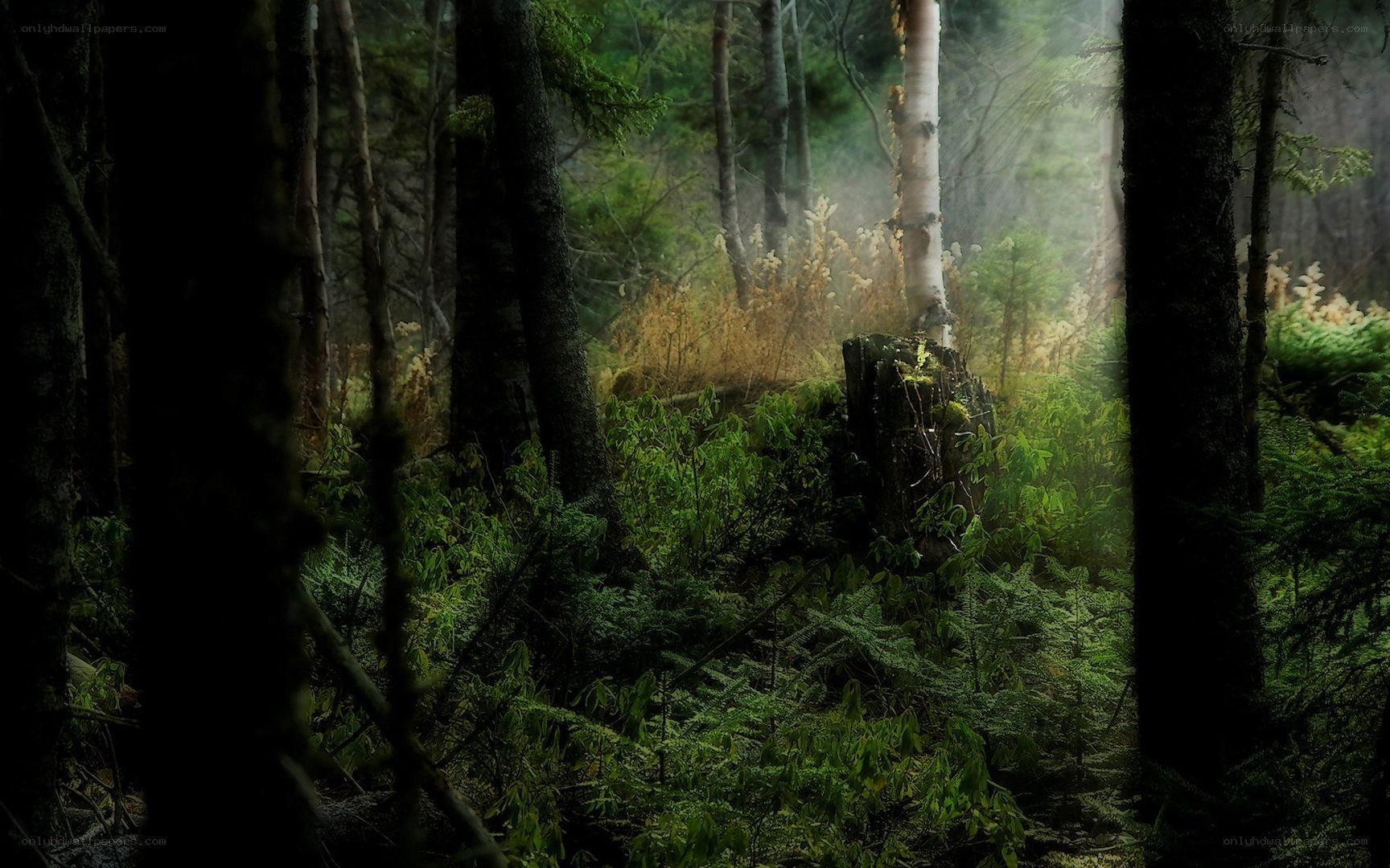 Misty forest path