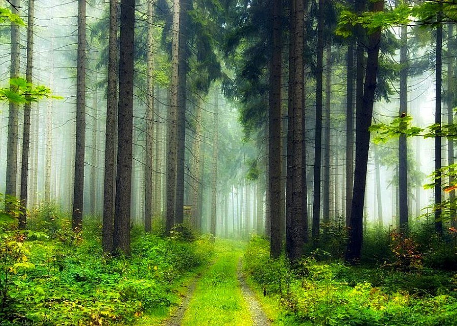 Misty forest path
