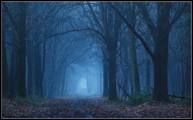 Misty forest path
