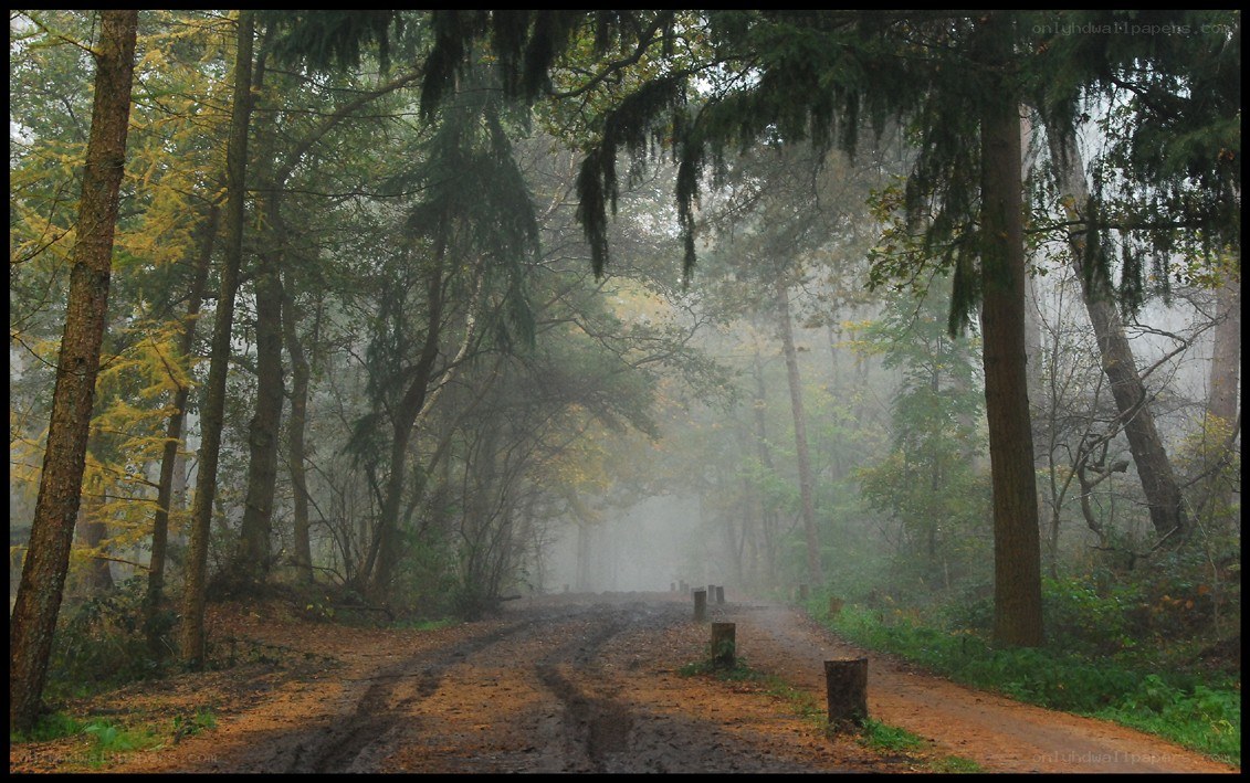 Misty forest path
